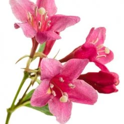 Bay Gardens NY Weigela Flo. Sonic Bloom® 'Pink' Deer Resistant Plants