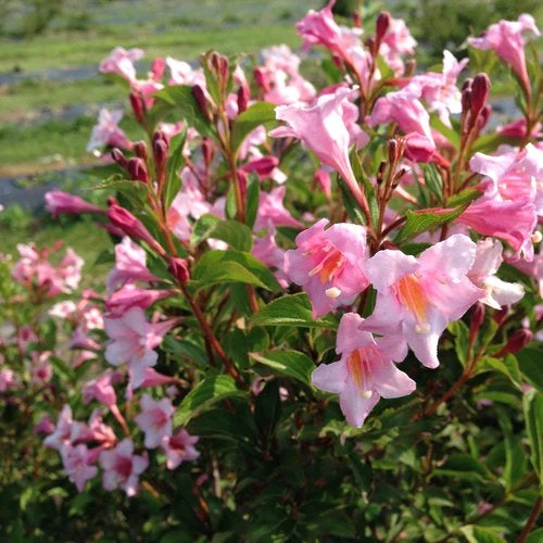 Bay Gardens NY Weigela Flo. Sonic Bloom® 'Pure Pink' 4 Bay Gardens NY Weigela Flo. Sonic Bloom® 'Pure Pink'