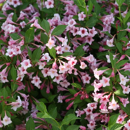 Bay Gardens NY Weigela Flo. Sonic Bloom® 'Pure Pink' 3 Bay Gardens NY Weigela Flo. Sonic Bloom® 'Pure Pink'