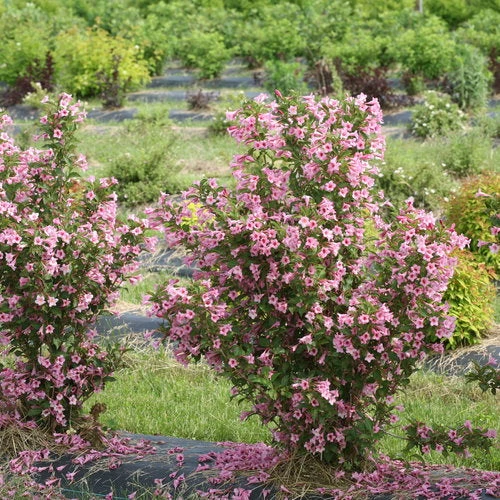 Bay Gardens NY Weigela Flo. Sonic Bloom® 'Pure Pink' 5 Bay Gardens NY Weigela Flo. Sonic Bloom® 'Pure Pink'