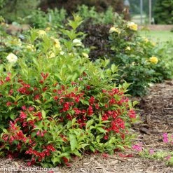 Bay Gardens NY Weigela Flo. Sonic Bloom® 'Red'