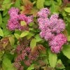 Bay Gardens NY Spirea Jap. DP 'Big Bang®'