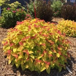 Bay Gardens NY Spirea Jap. DP 'Candy Corn®'