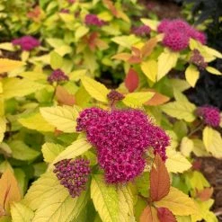 Bay Gardens NY Spirea Jap. DP 'Candy Corn®'