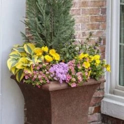 Bay Gardens Hosta 'Shadowland® Autumn Frost' Proven Winners