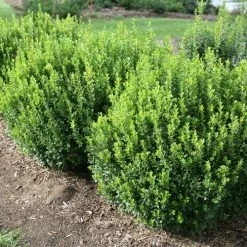 Bay Gardens NY Boxwood 'Sprinter®' Evergreen Shrubs
