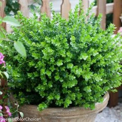 Bay Gardens NY Boxwood 'Sprinter®' Evergreen Shrubs