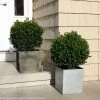 Bay Gardens NY Boxwood 'Sprinter®' Evergreen Shrubs
