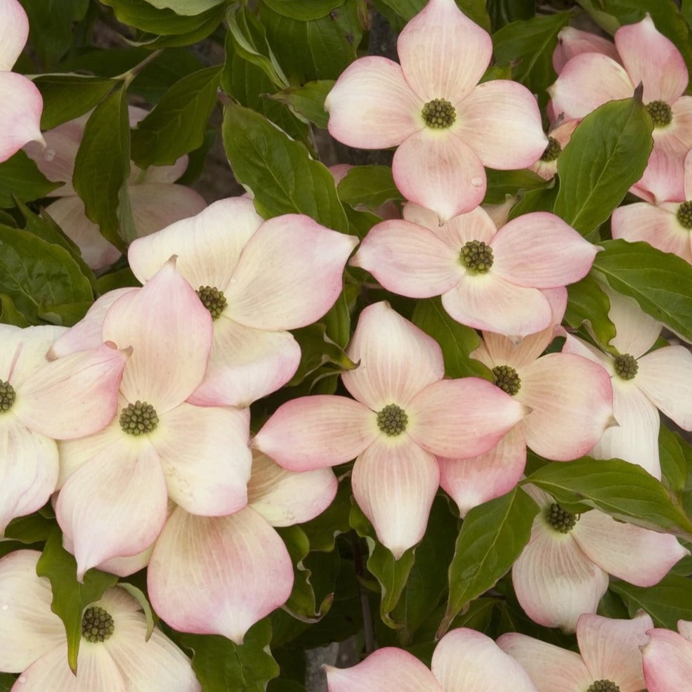 Bay Gardens NY Dogwood Flowering 'Stellar Pink' 4 Bay Gardens NY Dogwood Flowering 'Stellar Pink'