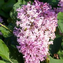 Bay Gardens NY Lilac Syringa Patula 'Miss Kim'