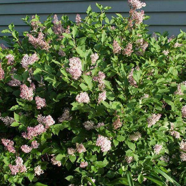 Bay Gardens NY Lilac Syringa Patula 'Miss Kim' 4 Bay Gardens NY Lilac Syringa Patula 'Miss Kim'