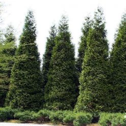 Bay Gardens NY Arborvitae 'Green Giant' Privacy Plants
