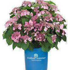 Bay Gardens NY Flowering Shrubs Hydrangea Macrophylla ‘Twist-n-Shout'