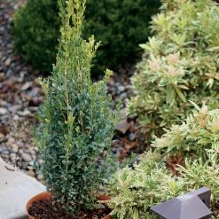 Bay Gardens Boxwood 'Skywalker'