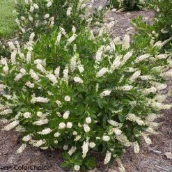 Bay Gardens NY Clethra Summersweet Vanilla Spice® Deer Resistant Plants
