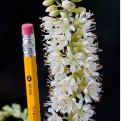 Bay Gardens NY Clethra Summersweet Vanilla Spice® Deer Resistant Plants