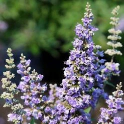 Bay Gardens NY Deer Resistant Plants Vitex Agnus-castus 'Shoal Creek'