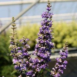 Bay Gardens NY Deer Resistant Plants Vitex Agnus-castus 'Shoal Creek'