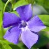 Bay Gardens Groundcovers Vinca Minor 'Bowles' Periwinkle