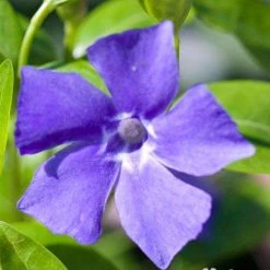 Bay Gardens Groundcovers Vinca Minor 'Bowles' Periwinkle