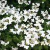 Bay Gardens NY Flowering Shrubs Viburnum Plicatum 'Summer Snowflake'