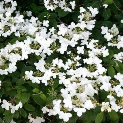 Bay Gardens NY Flowering Shrubs Viburnum Plicatum 'Summer Snowflake'