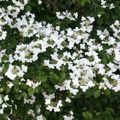 Bay Gardens NY Flowering Shrubs Viburnum Plicatum 'Summer Snowflake'