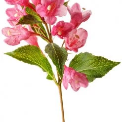 Bay Gardens NY Weigela Flo. Sonic Bloom® 'Pink' Deer Resistant Plants