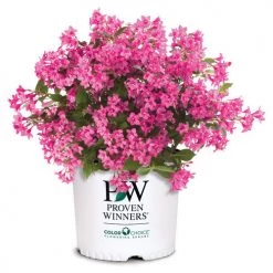 Bay Gardens NY Weigela Flo. Sonic Bloom® 'Pink' Deer Resistant Plants