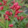 Bay Gardens NY Weigela Flo. Sonic Bloom® 'Red' 2 Bay Gardens NY Weigela Flo. Sonic Bloom® 'Red'