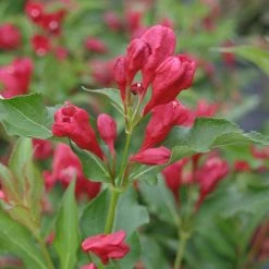 Bay Gardens NY Weigela Flo. Sonic Bloom®'Red'