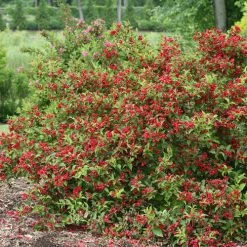 Bay Gardens NY Weigela Flo. Sonic Bloom® 'Red'