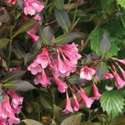 Bay Gardens NY Weigela Flo. 'Fine Wine®' Deer Resistant Plants