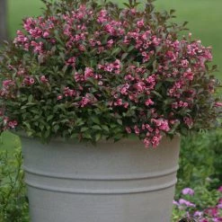Bay Gardens NY Weigela Flo. 'Fine Wine®' Deer Resistant Plants