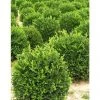 Bay Gardens Boxwood 'Winter Gem'