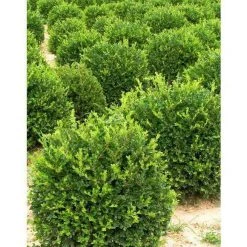 Bay Gardens Boxwood 'Winter Gem'