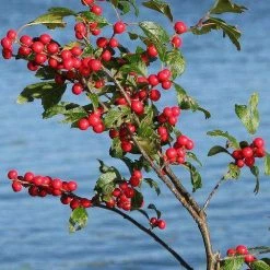 Bay Gardens Flowering Shrubs Ilex Verticillata "Winterberry"