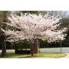 Bay Gardens NY Shade & Flowering Trees Cherry Tree 'Yoshino' 1 Bay Gardens NY Shade & Flowering Trees Cherry Tree 'Yoshino'