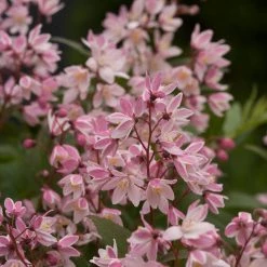 Bay Gardens Deer Resistant Plants Deutzia 'Yuki Cherry Blossom'