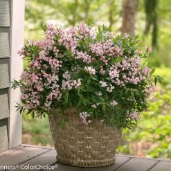Bay Gardens Deer Resistant Plants Deutzia 'Yuki Cherry Blossom'