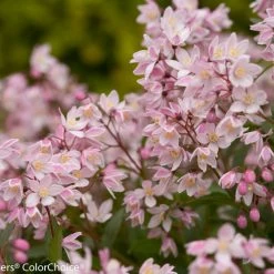 Bay Gardens Deer Resistant Plants Deutzia 'Yuki Cherry Blossom'