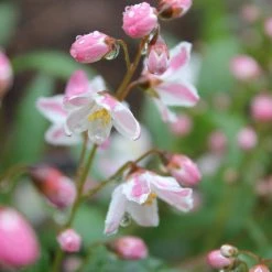 Bay Gardens Deer Resistant Plants Deutzia 'Yuki Cherry Blossom'